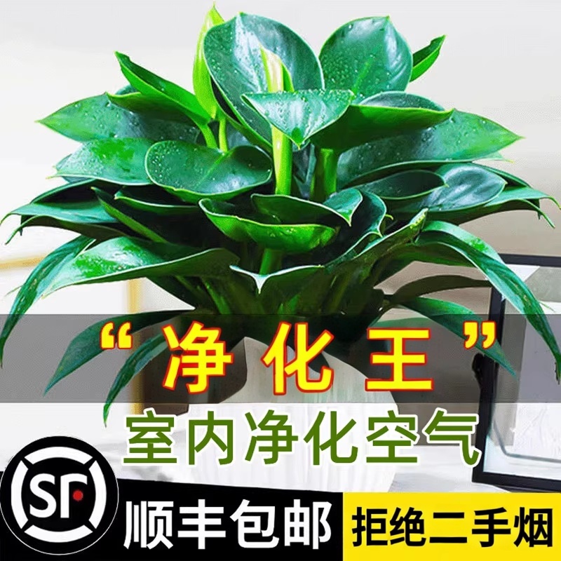 铂金钻盆栽绿萝箩花卉植物