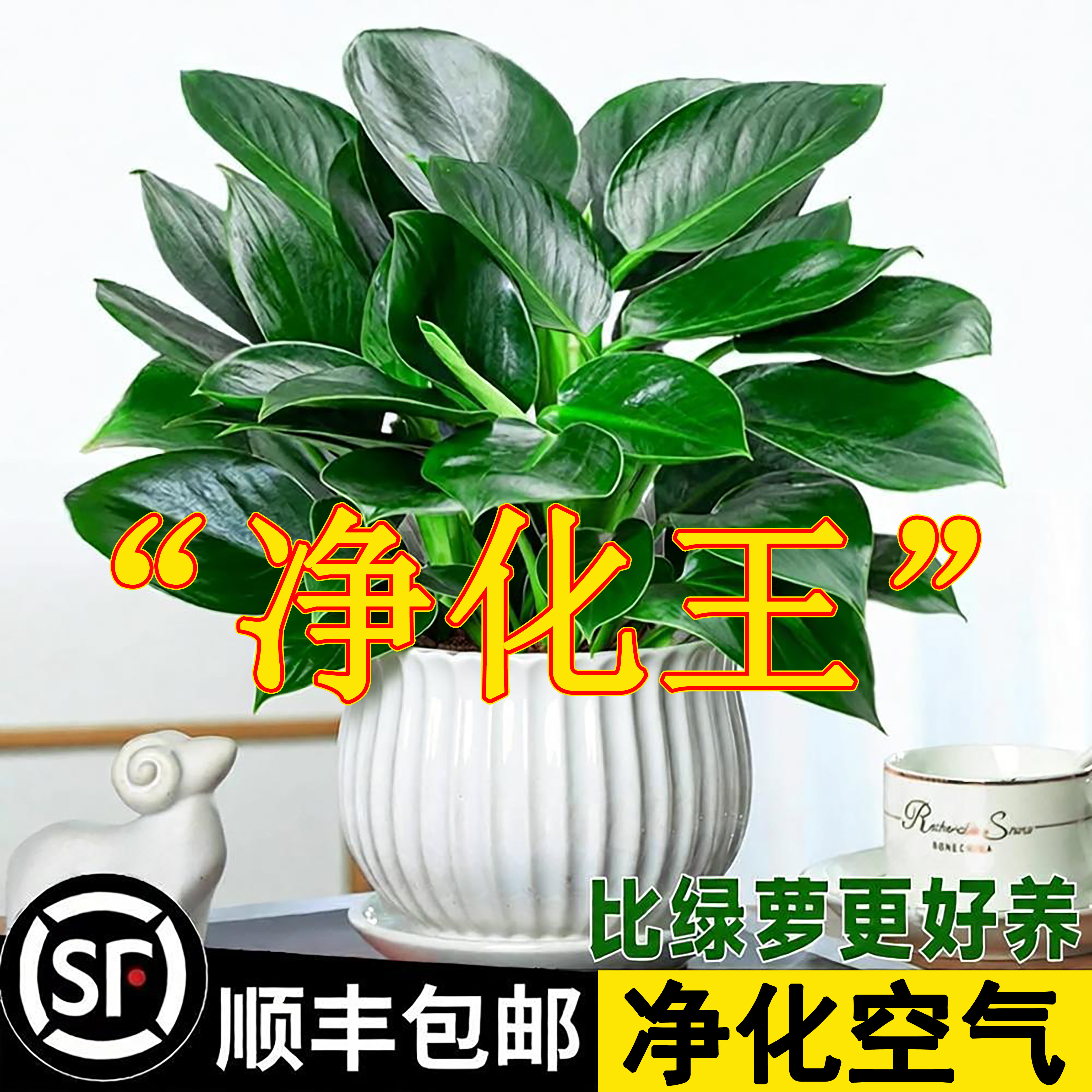 金钻盆栽植物铂绿萝箩水培