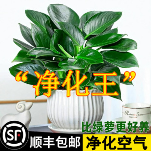 金钻盆栽植物铂金钻绿萝箩水培大叶绿植多肉办公室内懒人好养花卉