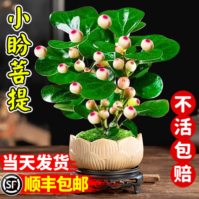 菩提树盆栽小盼带果景室内