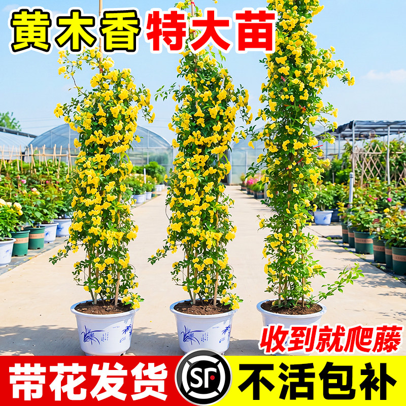 黄木香花苗爬藤植物庭院花卉盆栽重瓣红木香树苗无刺蔷薇花苗好养图片