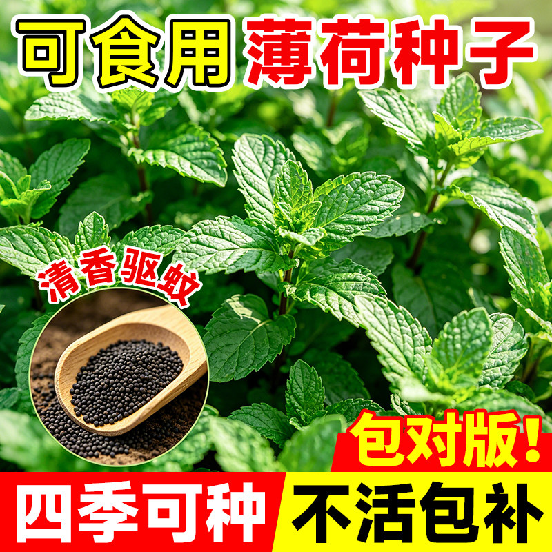 可食用薄荷种籽子盆栽图片