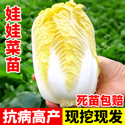 四季娃娃菜苗秧黄心大白菜苗