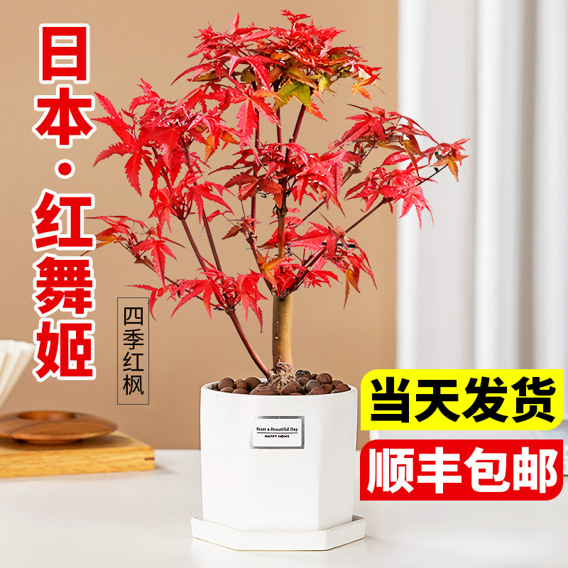 日本红枫盆景植物舞姬树苗图片