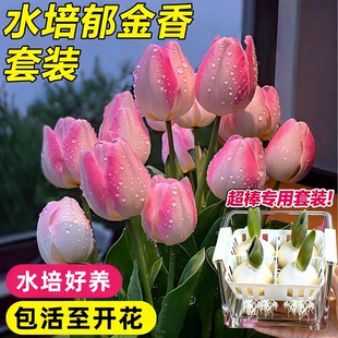 郁金香种球地栽水培种子批发5度球花苗室内阳台好养四季开花盆栽