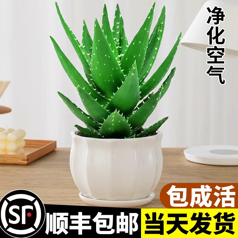芦荟盆栽室内除甲醛净化空气绿植物办公桌多肉四季好养花卉仙人掌