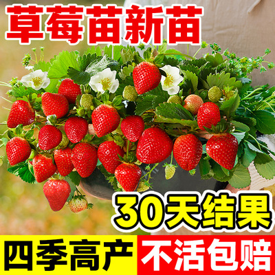 四季草莓苗奶油红颜秧大棚