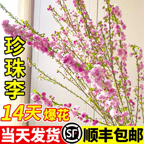 水培珍珠李樱花鲜切红梅干枝水培雪柳腊梅花室内客厅水养冬季开花