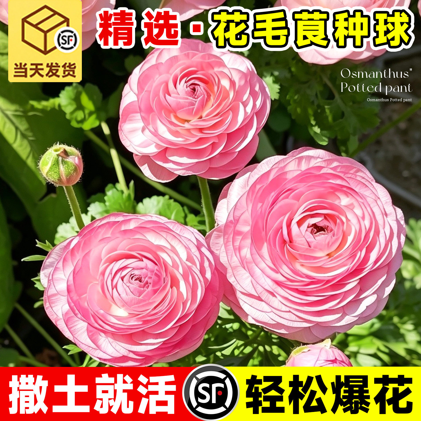 进口花毛茛洋牡丹种球多色重瓣球根室内盆栽四季好养种子芹叶牡丹
