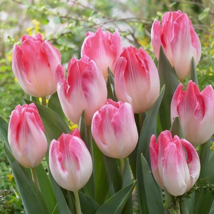 郁金香种球水培植物室内好养荷兰进口原生自然球种子大球批发花苗