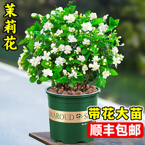 茉莉花盆栽带花苞四季好养活