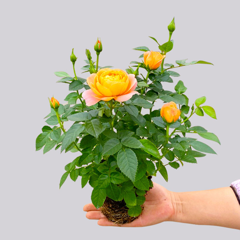 月季花苗花卉盆栽室内花易活