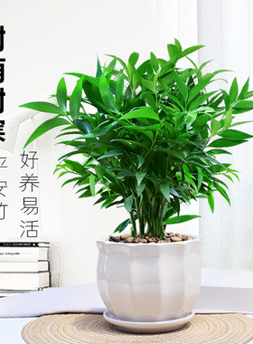 竹柏盆栽植物室内四季常青净化空气绿植四季好养耐荫耐寒平安竹