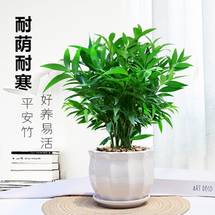 竹柏盆栽植物室内四季常青净化空气绿植四季好养耐荫耐寒平安竹