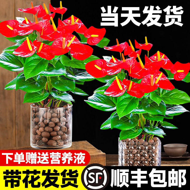 水培红掌白掌盆栽一帆风顺花卉植物室内好养绿植鸿运当头四季开花