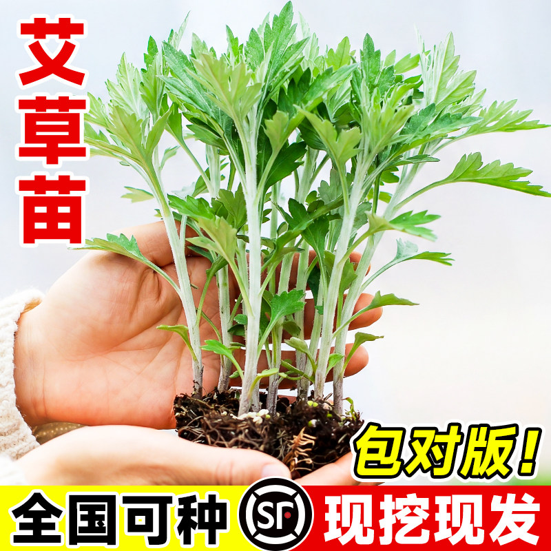 药用食用大叶艾草根种植艾草种子苗驱蚊艾蒿新鲜四季带根艾草苗