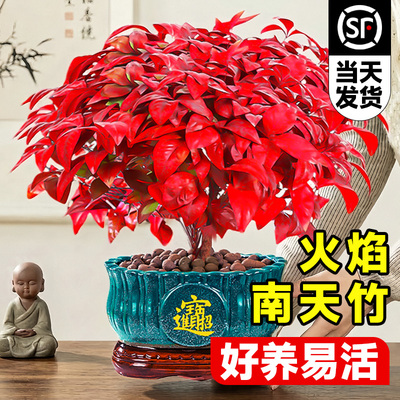 火焰南天竹盆栽桌面盆景