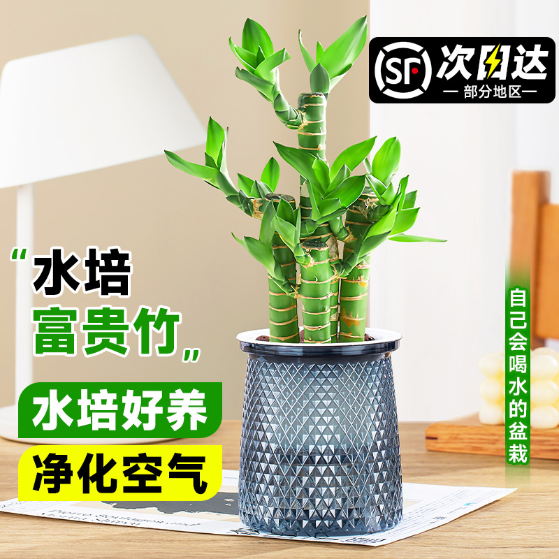 富贵竹盆栽水培荷花竹室内桌面