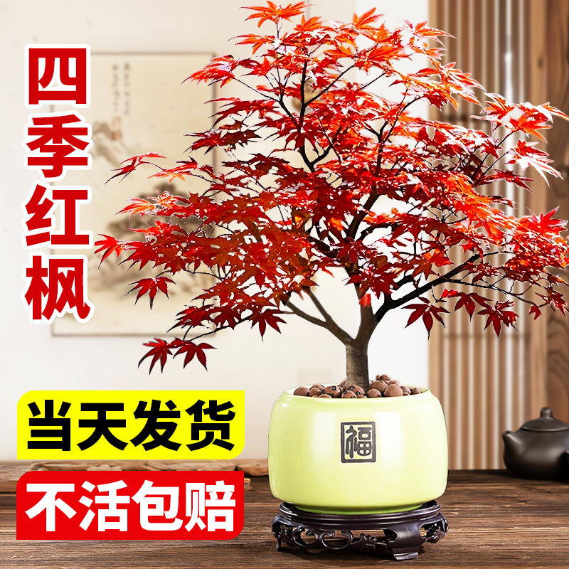 日本红枫盆景植物舞姬树苗