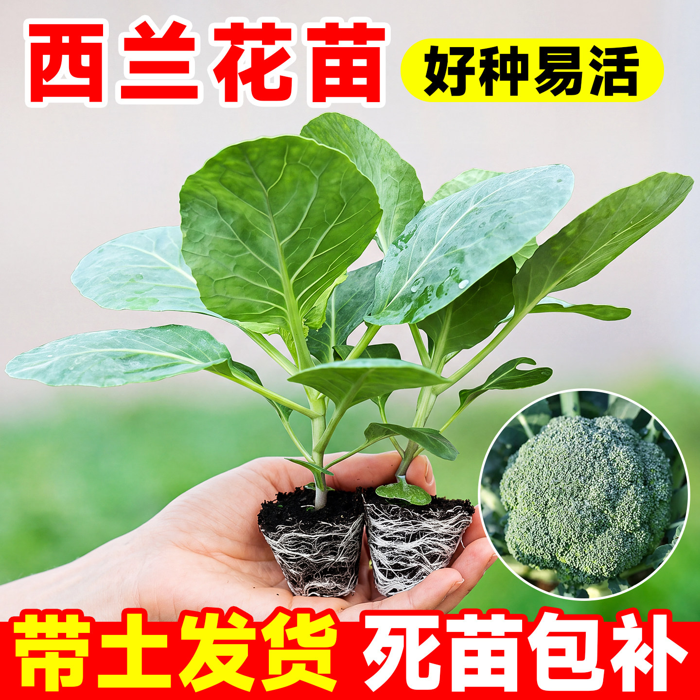 正宗西兰花苗有机西蓝花青梗松花菜种苗带土球四季阳台盆栽蔬菜苗