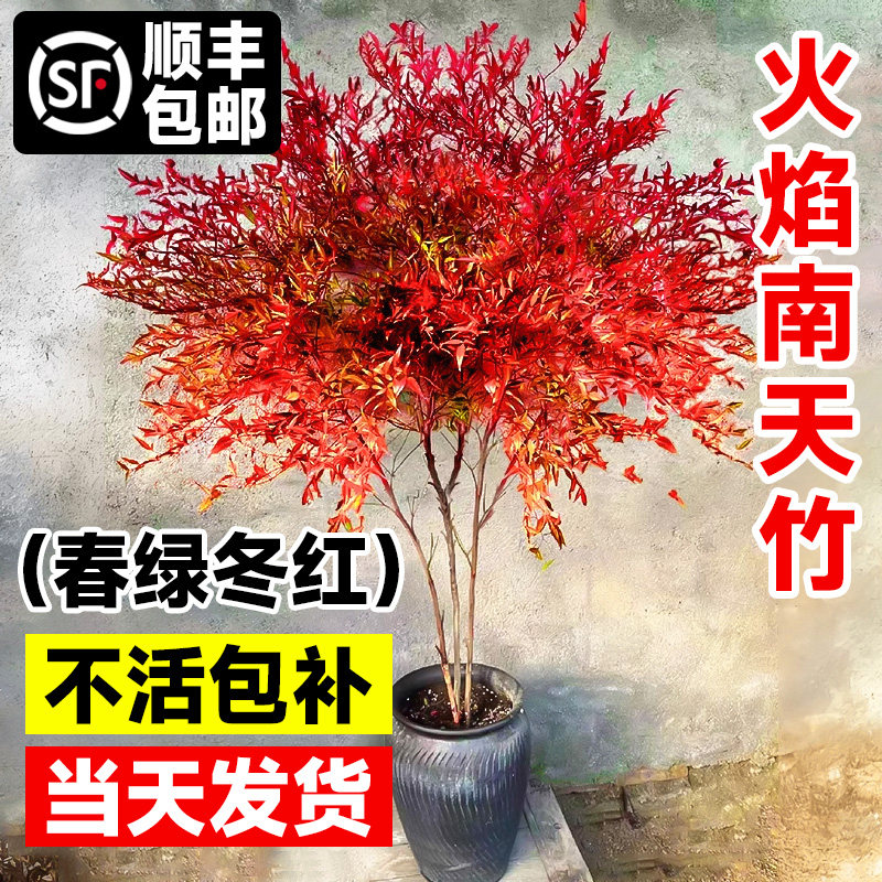 火焰南天竹盆栽客厅树苗植图片