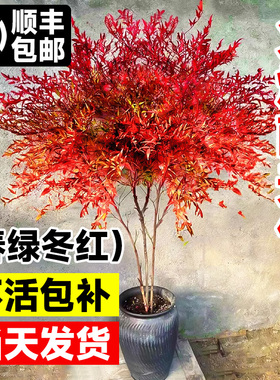 火焰南天竹盆栽客厅老桩盆景绿植室外庭院真树苗红叶四季好养耐寒