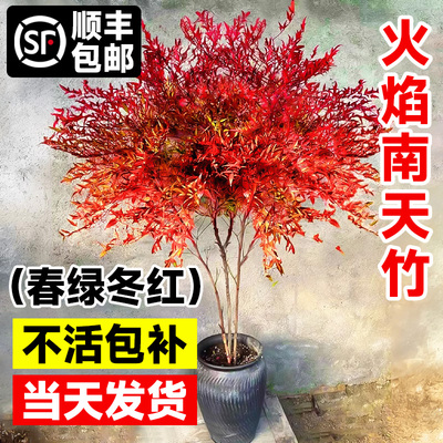火焰南天竹盆栽客厅树苗植