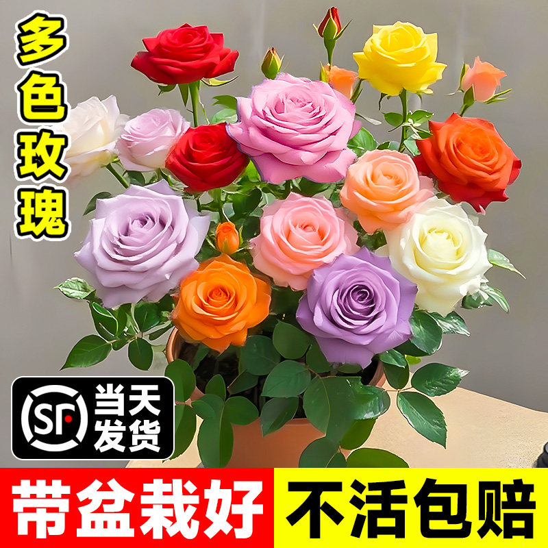 多色嫁接玫瑰花盆栽带花苞庭院阳台月季花苗四季耐寒植物好养易活,鲜花速递/花卉仿真/绿植园艺,月季/蔷薇/玫瑰,淘宝优惠券,粉丝福利购,淘宝优惠卷