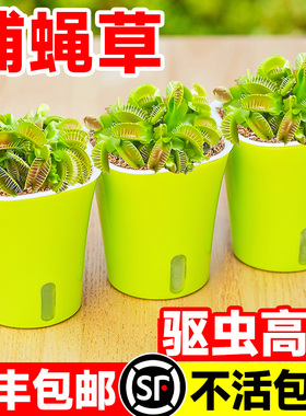 超大捕蝇草盆栽猪笼草茅膏菜食虫绿植物水培趣味驱蚊食人花捕虫草