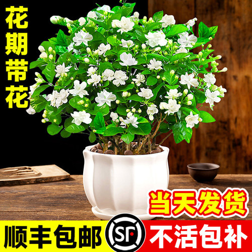 茉莉花苗盆栽带花苞易活室内好养