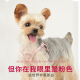 狗狗牵引绳背心式 遛狗绳狗绳子调节小型犬胸背带泰迪可爱宠物用品