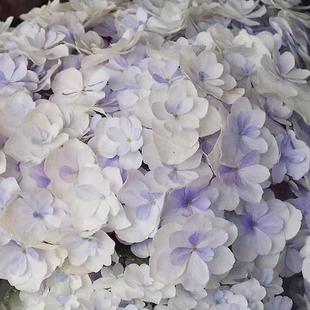 安妮公主天书恋物语夏洛特公主6加仑大花绣球盆栽植物 青研园艺