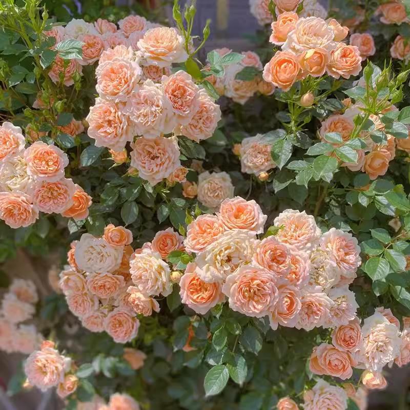 甜梦中苗 藤本月季丰花勤花耐热耐晒抗病少刺阳台庭院花卉绿植