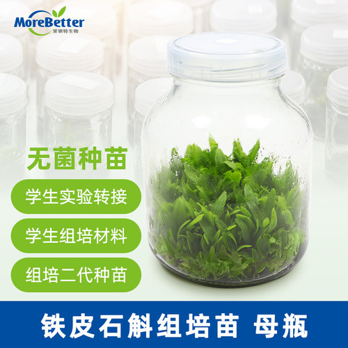 铁皮石斛母苗母瓶无菌瓶苗