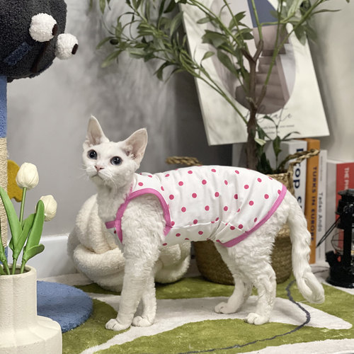 无毛猫衣服夏季纯棉吊带背心
