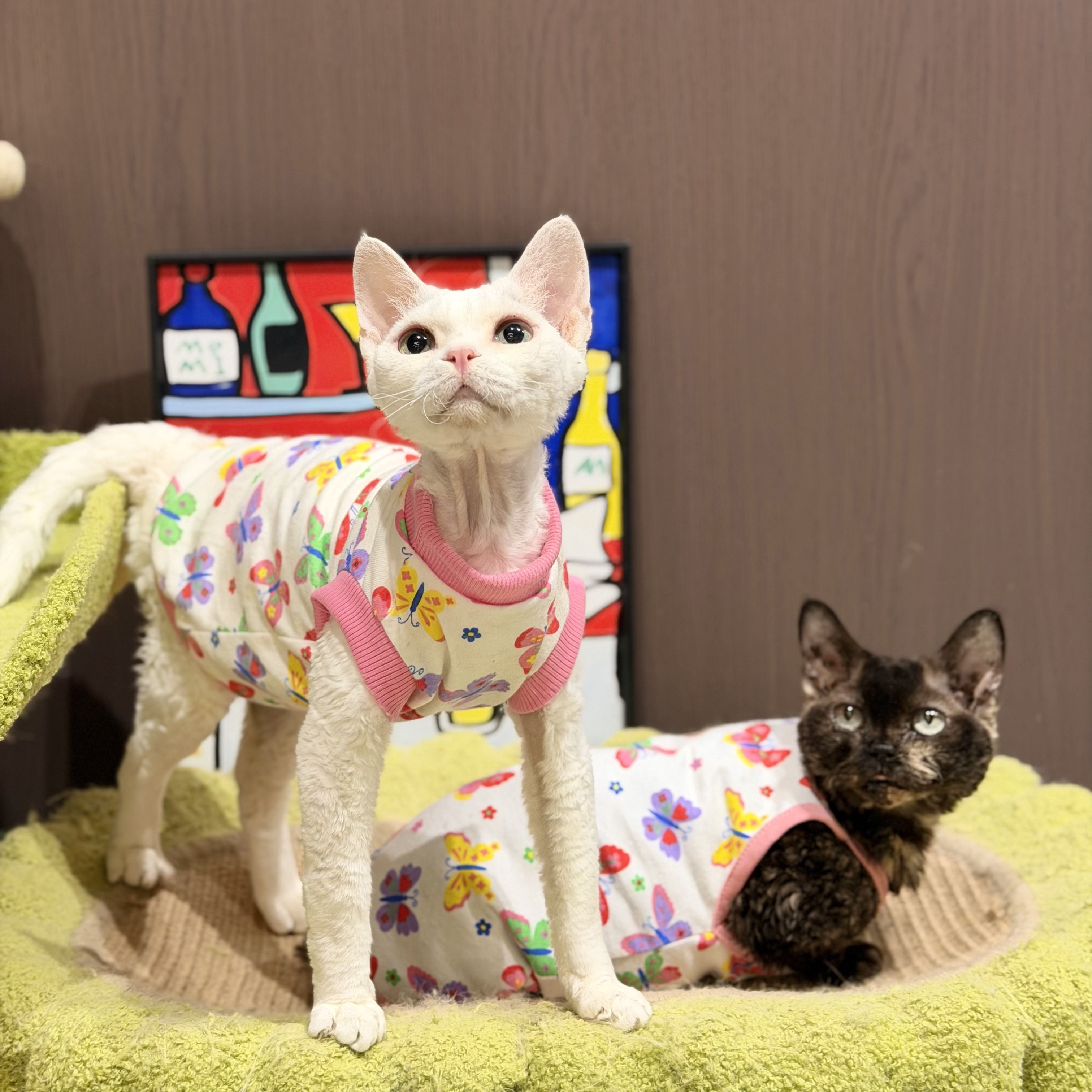 无毛猫衣服夏季纯棉可爱矮脚背心图片