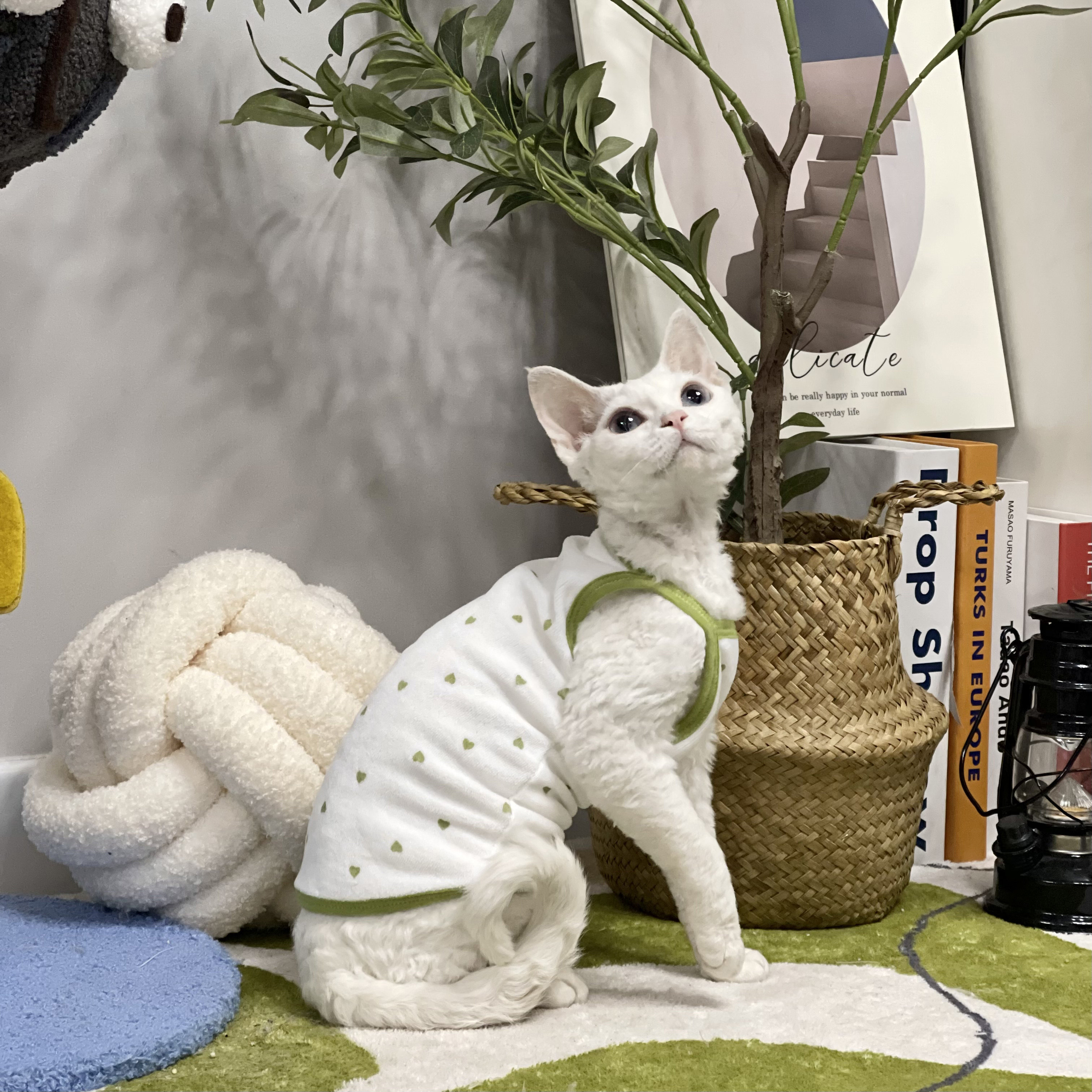 无毛猫衣服春夏吊带矮脚德文衣服图片