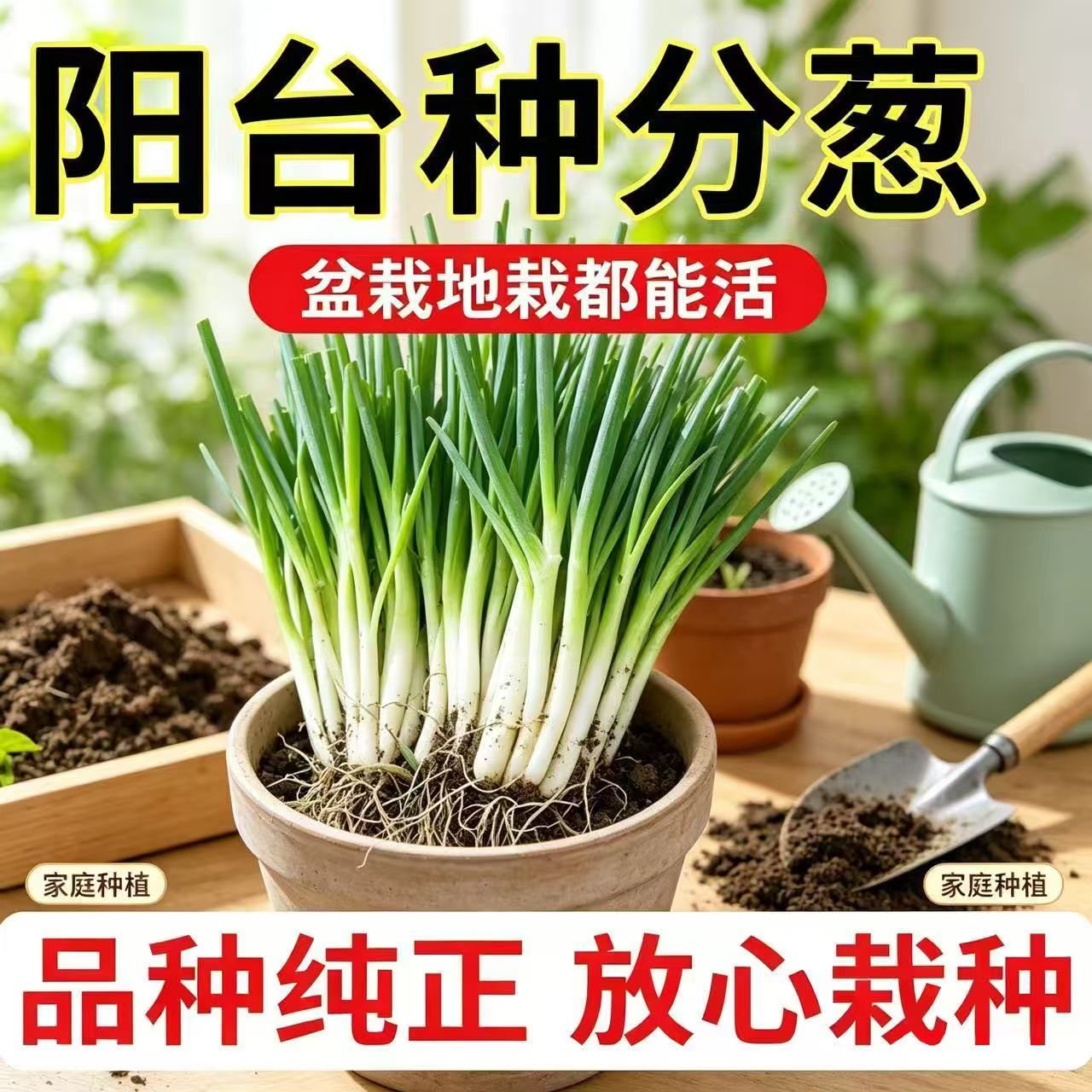 四季小香葱苗阳台盆栽浓香带根