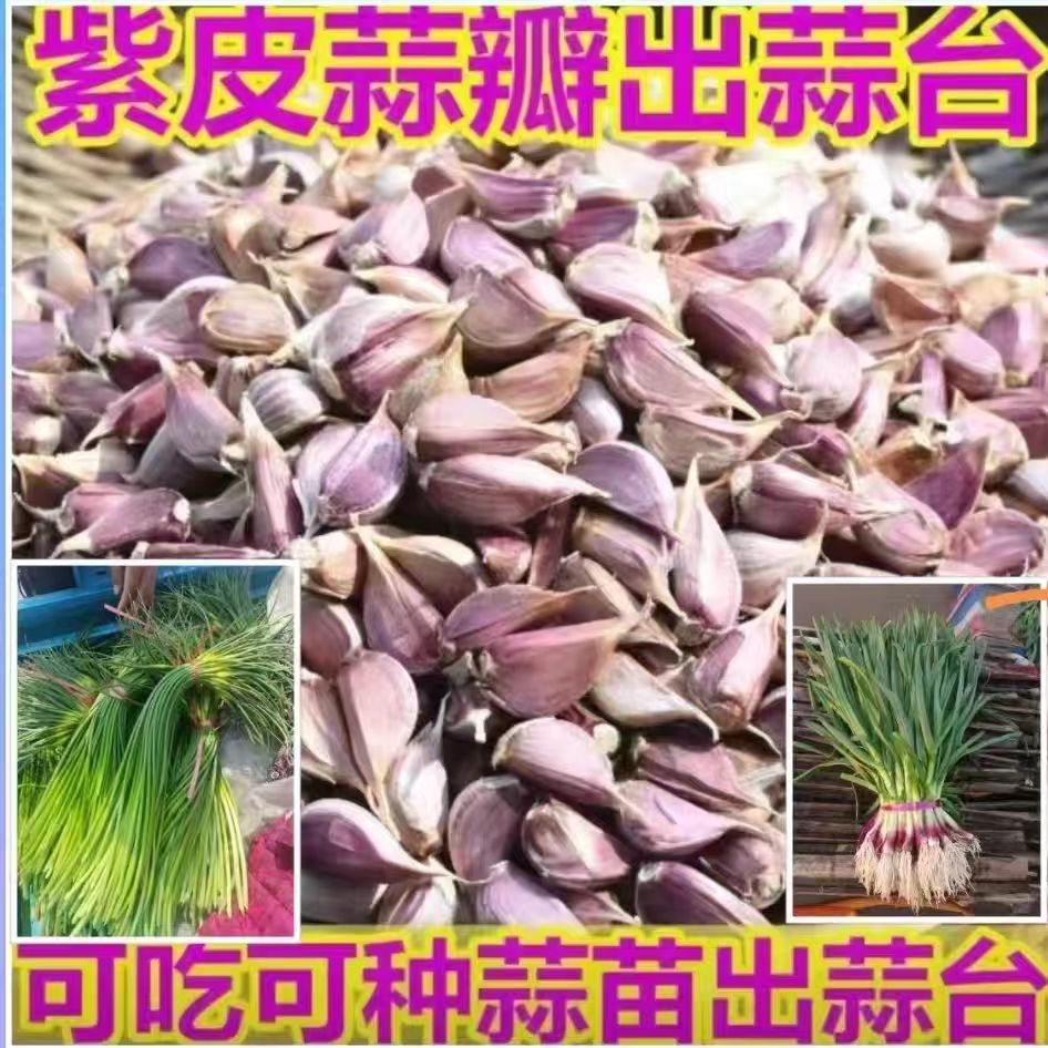 早蒜苔种子早熟特早二月特早抽苔大蒜种四川紫皮小香蒜硬叶蒜45天