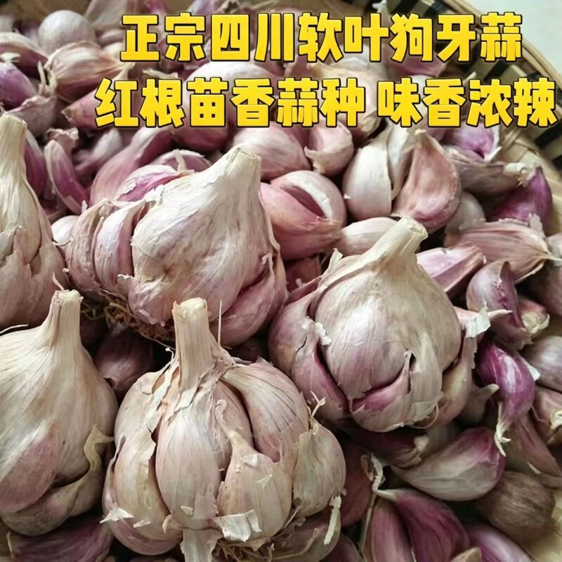 四川紫皮红皮狗牙蒜多瓣香蒜