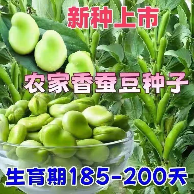 农家自种七星绿宝蚕豆种高产早熟耐寒大粒胡豆籽春秋播种蔬菜大全