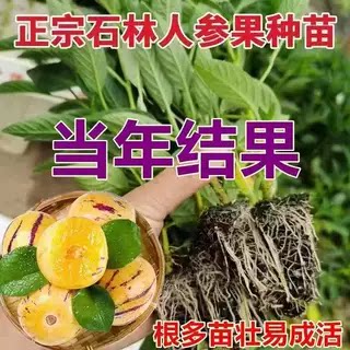 云南奶香人参果树果苗幼苗种籽黄心白心圆果大果带土阳台人生果种