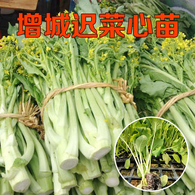 增城迟菜心秧苗新鲜拔苗