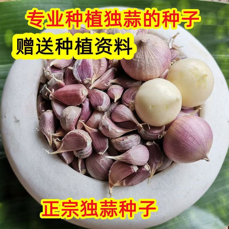 正宗川蒜种子四川彭县紫皮独蒜种子独头蒜种子独子蒜红皮独蒜可种