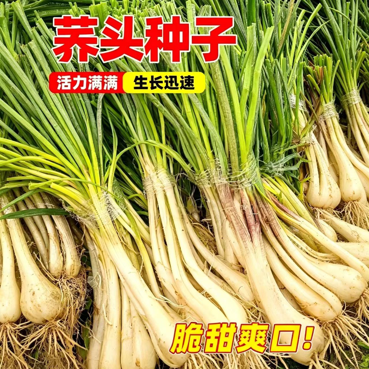 新鲜现挖可种带根带须江西农家荞头种子便宜实惠当季蔬菜种苗
