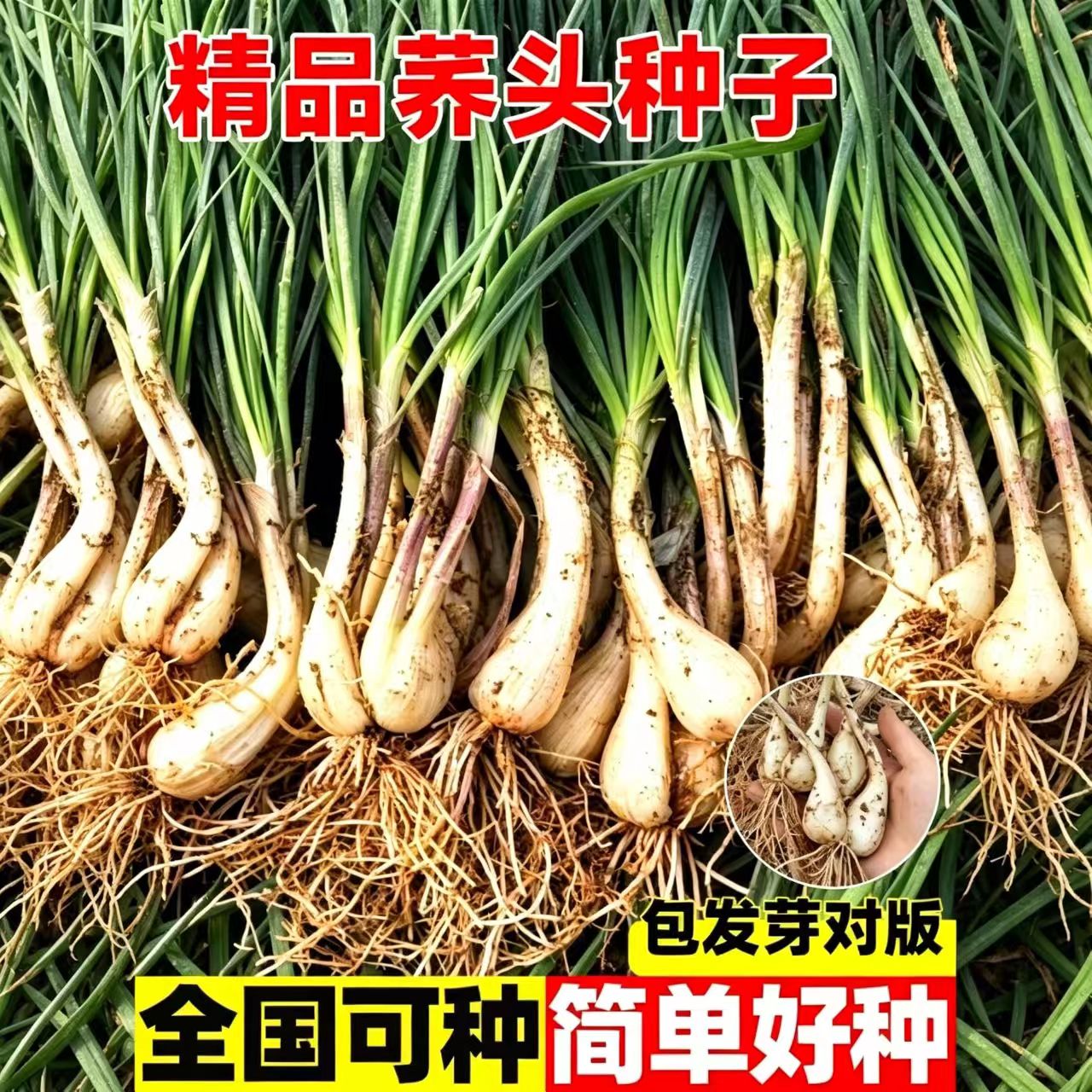 带根带须可种便宜实惠江西农家荞头种子新鲜现挖当季蔬菜种苗