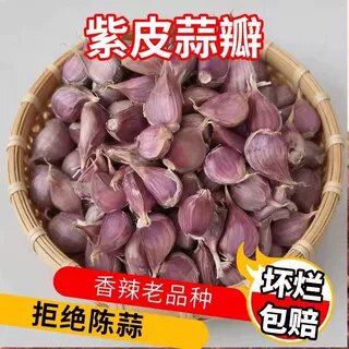 云南新鲜紫皮蒜瓣种子红皮土蒜种籽种植蒜苗二水早可吃可种