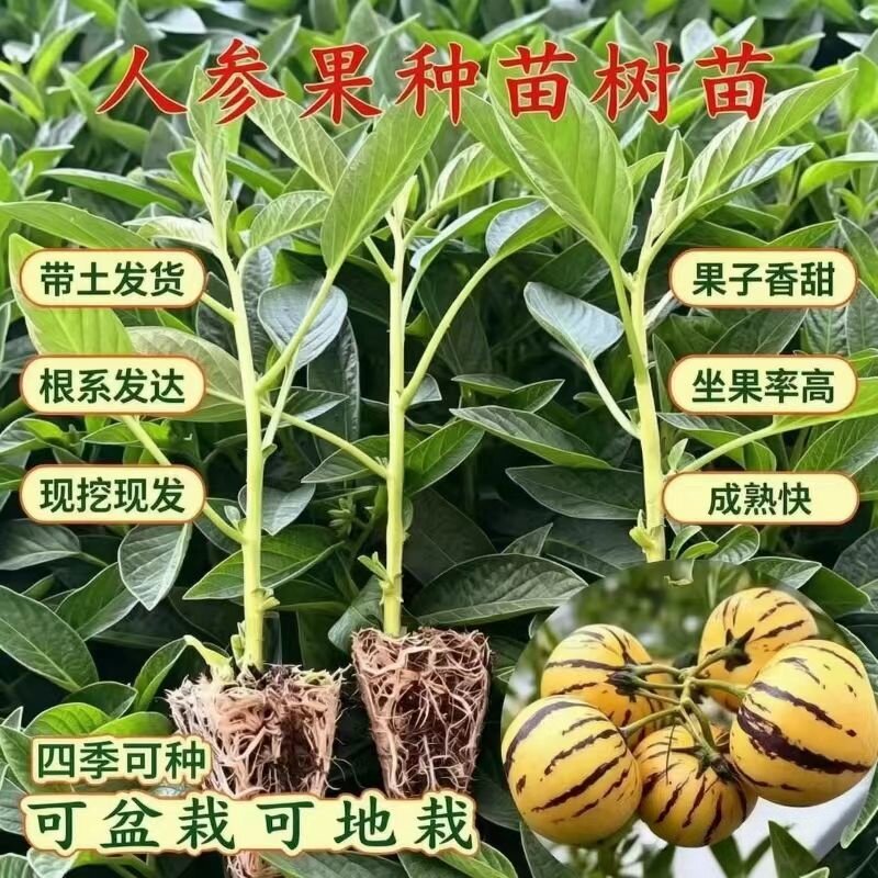人参果苗秧带土球长寿果盆栽苗春秋四季阳台当年结果南北方可盆栽