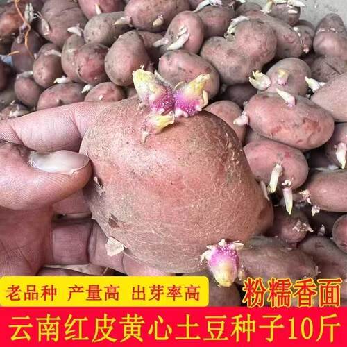 高种云南红皮黄心农家新鲜洋芋原种带芽马铃薯土豆种子种植