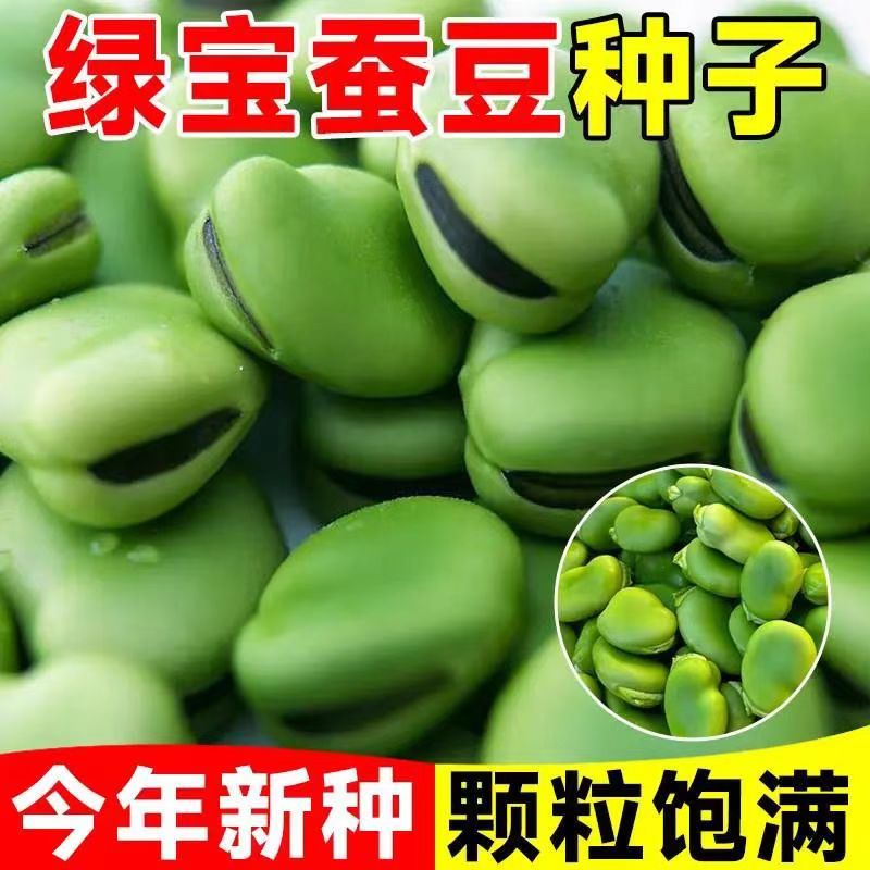绿宝蚕豆种子秋冬季大粒精选蚕豆种籽高产罗汉豆种籽早熟耐寒蔬菜